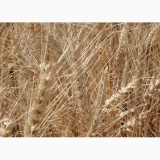Пшеница озимая Одесская 267 элита и 1 репр