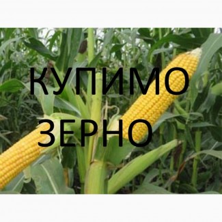 На постійній основі закуповуємо кукурудзу з елеваторів та господарств