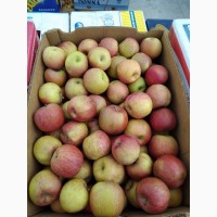 Продам яблука Фуджі Кіку 8 з холодильника, Смарт-фреш