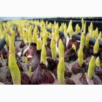 Продам луковицы Тюльпанов Попугайных и много других растений (опт от 1000 грн)