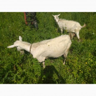 Продам двух дойных коз