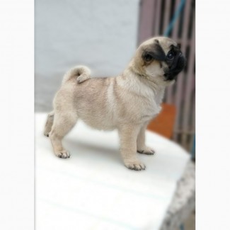 Pug female puppy