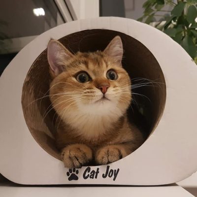 Фото 4. Когтеточка-лежанка Ампир cat joy от производителя