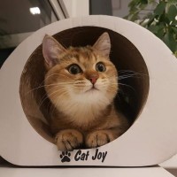 Когтеточка-лежанка Ампир cat joy от производителя