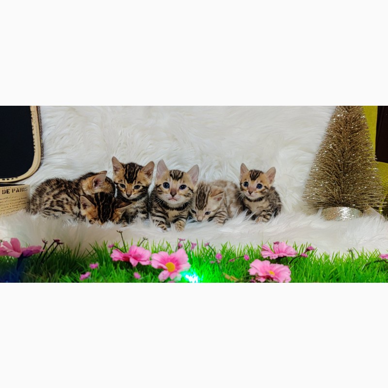 Фото 1/14. Бенгальська кішка - бенгальські кошенята