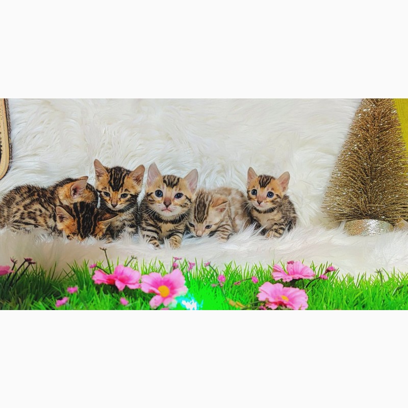 Фото 11. Бенгальська кішка - бенгальські кошенята