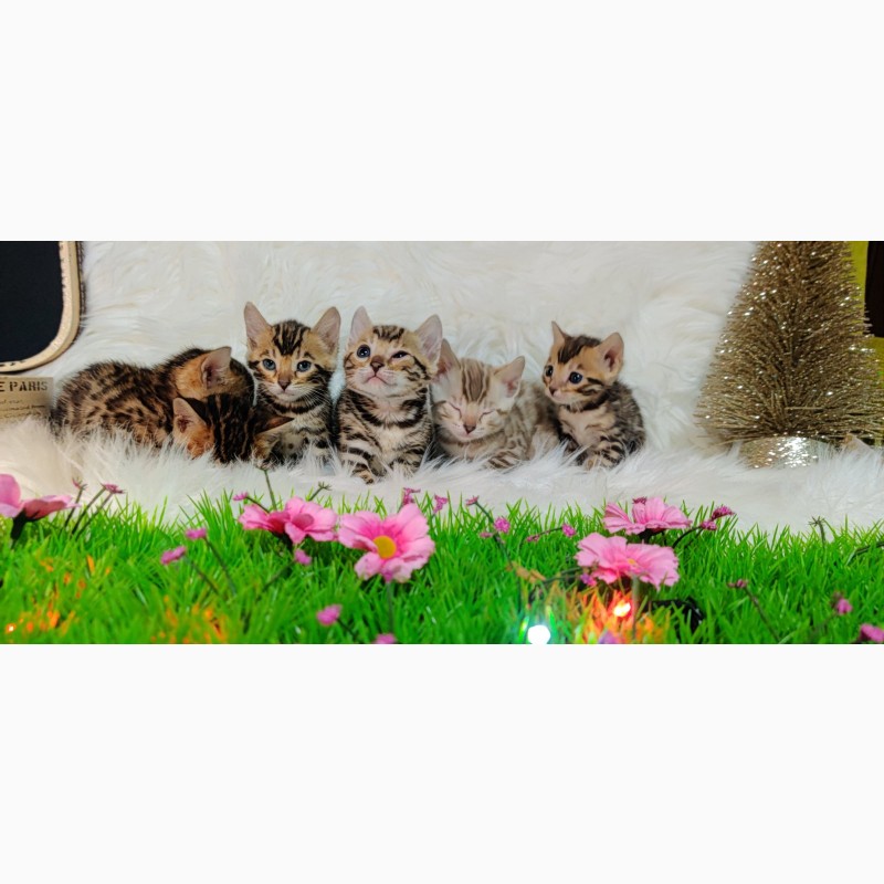 Фото 2/14. Бенгальська кішка - бенгальські кошенята