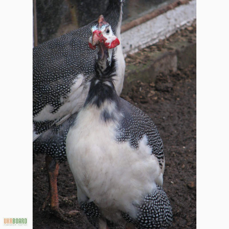 Фото 2. Продам яйцо инкубационное:красная мускусная утка,цесарка,бентамка,фаз ан золотой