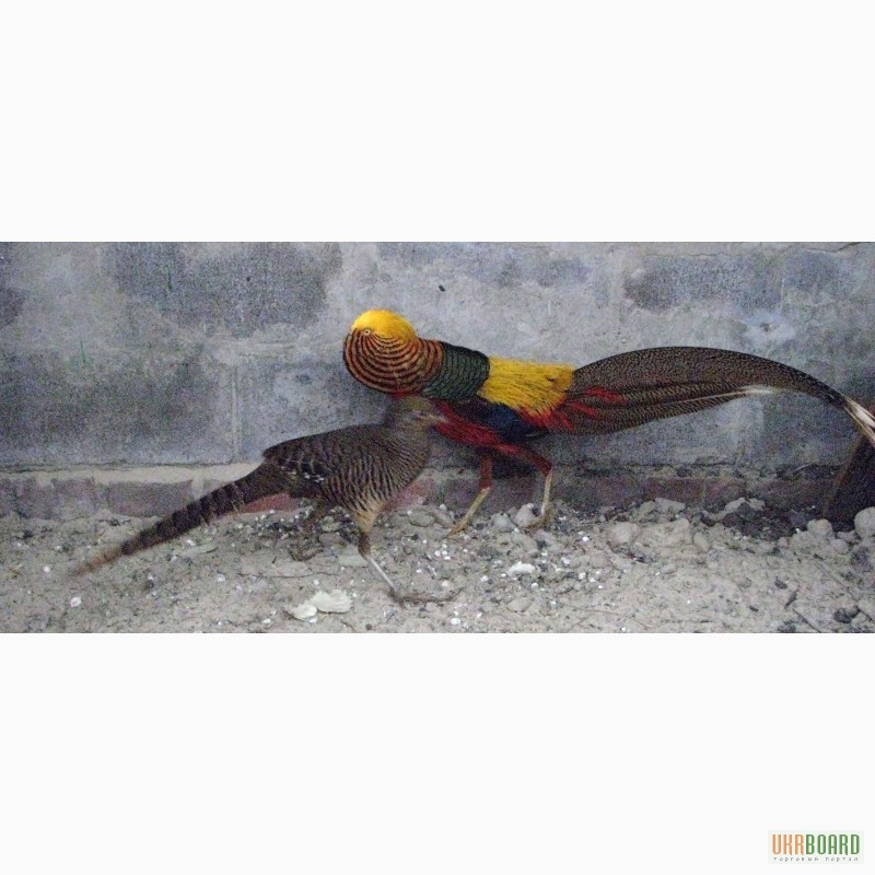 Фото 5. Продам яйцо инкубационное:красная мускусная утка,цесарка,бентамка,фаз ан золотой