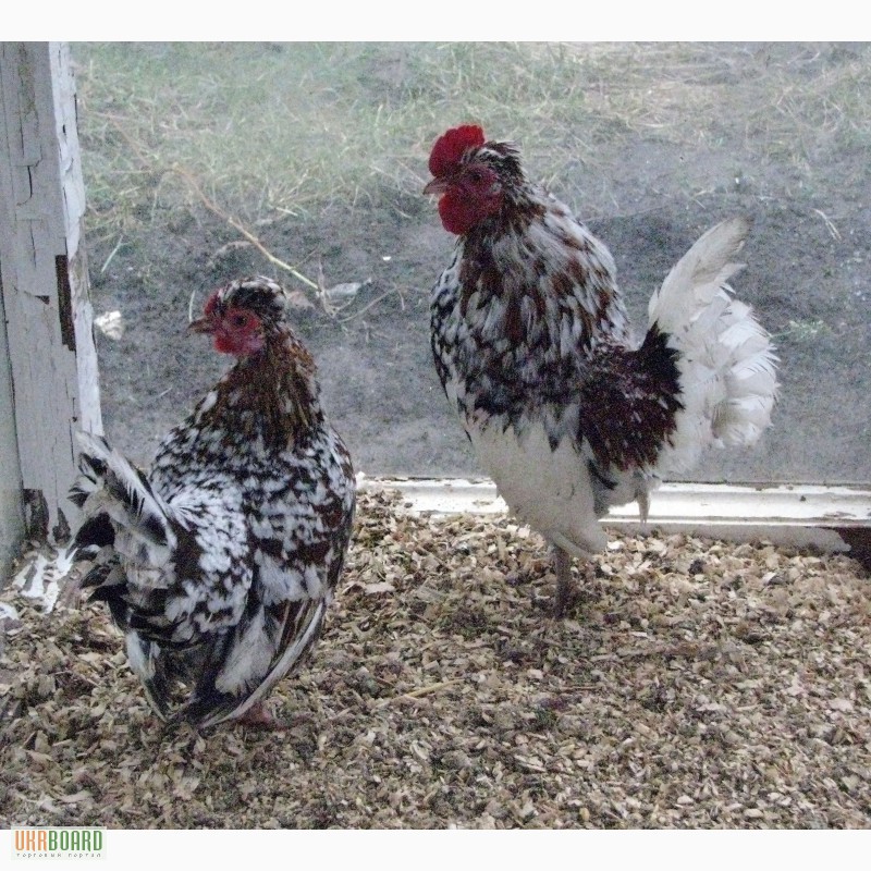 Фото 8. Продам яйцо инкубационное:красная мускусная утка,цесарка,бентамка,фаз ан золотой