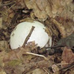 Грибница веселки обыкновенной. Мицелий гриба веселка обыкновенная для выращивания дома