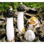 Грибница веселки обыкновенной. Мицелий гриба веселка обыкновенная для выращивания дома