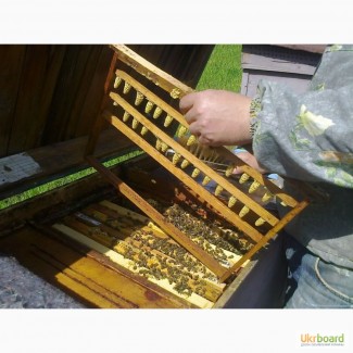 Пропонуємо Вам купити бджоломатки з племінних пасік карпатської породи