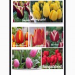 Цветы оптом, оптовая продажа тюльпанов к 8 марта в Луганске