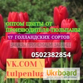 Фото 3. Цветы оптом, оптовая продажа тюльпанов к 8 марта в Луганске
