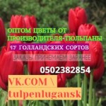 Цветы оптом, оптовая продажа тюльпанов к 8 марта в Луганске