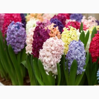 Цветы оптом гиацинт к 8 Марта (разные цвета)