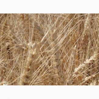 Озимая пшеница Ужинок элита и 1 репр