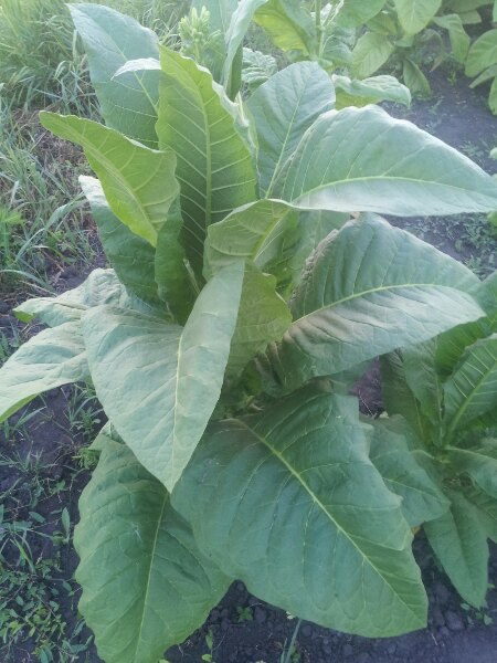 Фото 2. Качественные семена табака