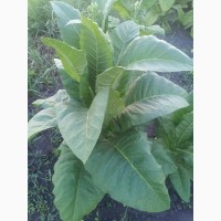 Качественные семена табака
