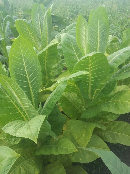 Фото 4. Качественные семена табака