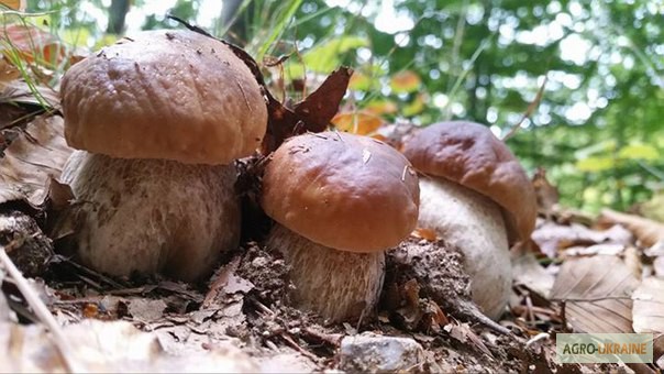 Фото 12. Рассада белых грибов для выращивания грибов под деревьями, в питомниках, в помещениях