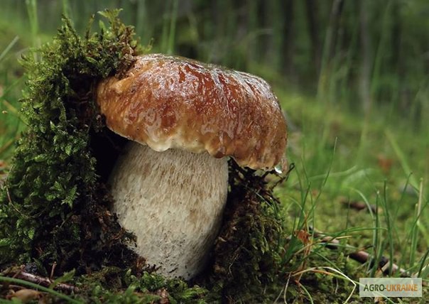 Фото 4. Рассада белых грибов для выращивания грибов под деревьями, в питомниках, в помещениях