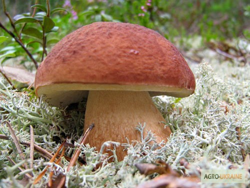Фото 5. Рассада белых грибов для выращивания грибов под деревьями, в питомниках, в помещениях