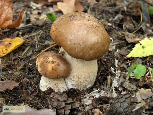 Фото 7. Рассада белых грибов для выращивания грибов под деревьями, в питомниках, в помещениях
