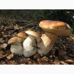 Рассада белых грибов для выращивания грибов под деревьями, в питомниках, в помещениях