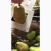 Продам груші з свого саду - сорт Ноябрська