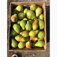 Продам груші з свого саду - сорт Ноябрська