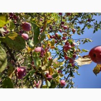 Продам яблука з власного саду ред делішис. 0, 5 тонн
