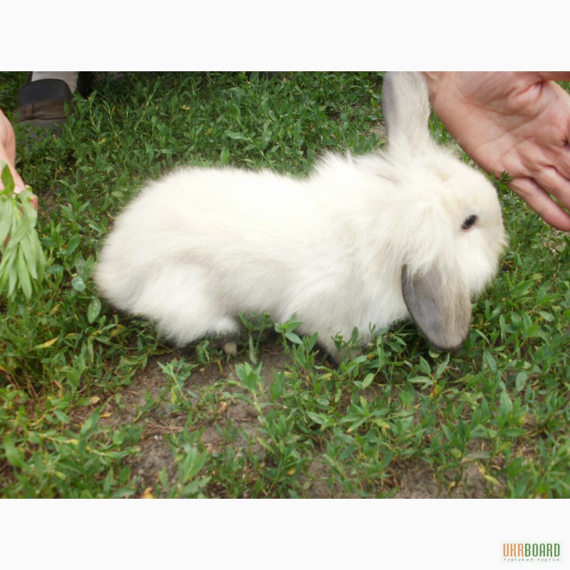Фото 3. Продам декоративных кроликов