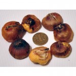 Луковицы гладиолусов Priscilla диам. 4-5 см