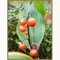 Конвалія звичайна (Convallaria majalis); кукуричка, маївка, ландыш майский