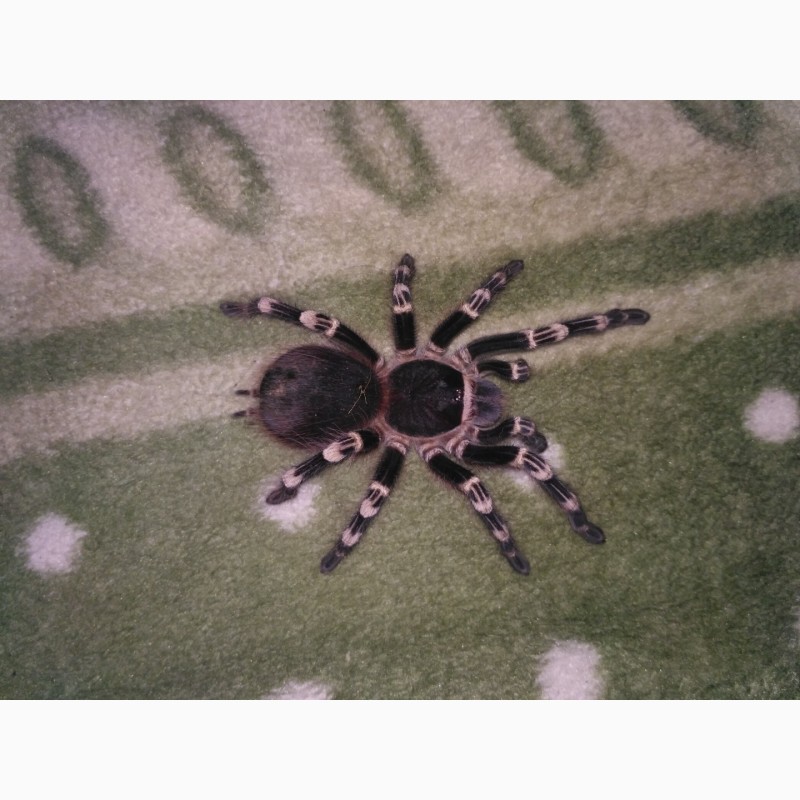 Фото 1/3. Продам паука птицееда Acanthoscurria geniculata