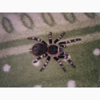 Продам паука птицееда Acanthoscurria geniculata
