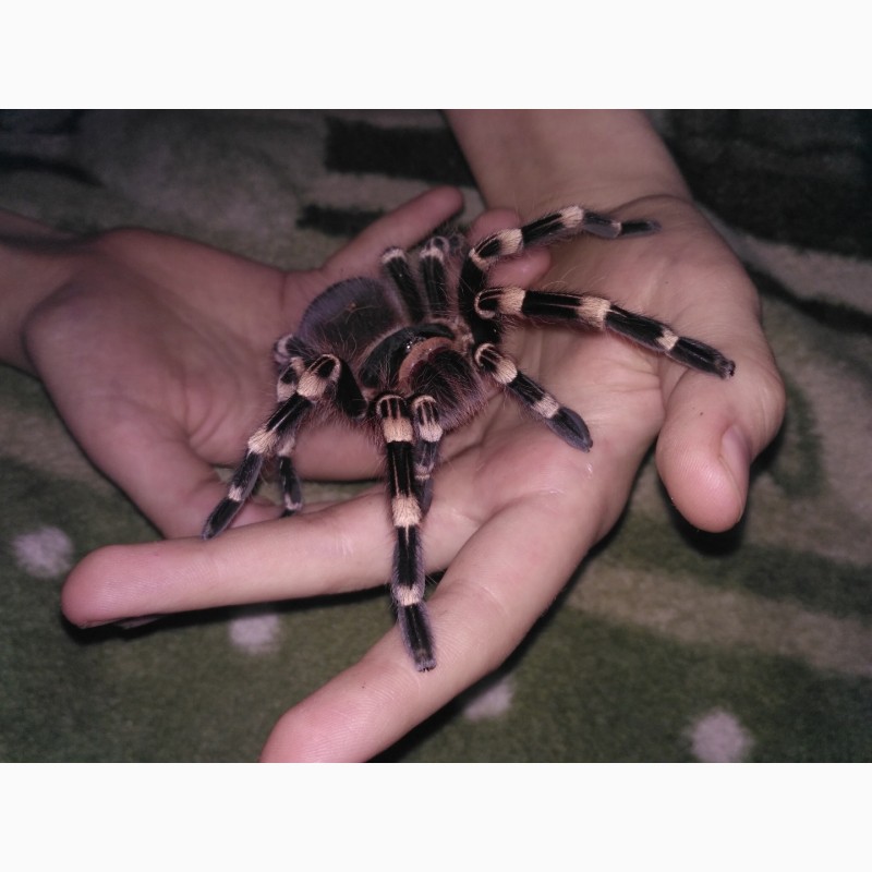 Фото 3/3. Продам паука птицееда Acanthoscurria geniculata