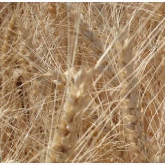 Озимая пшеница Антоновка элита
