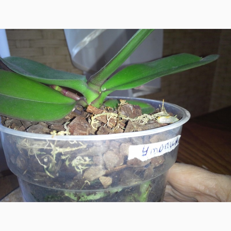 Фото 1/2. Орхидея Утопия