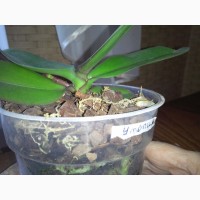 Орхидея Утопия