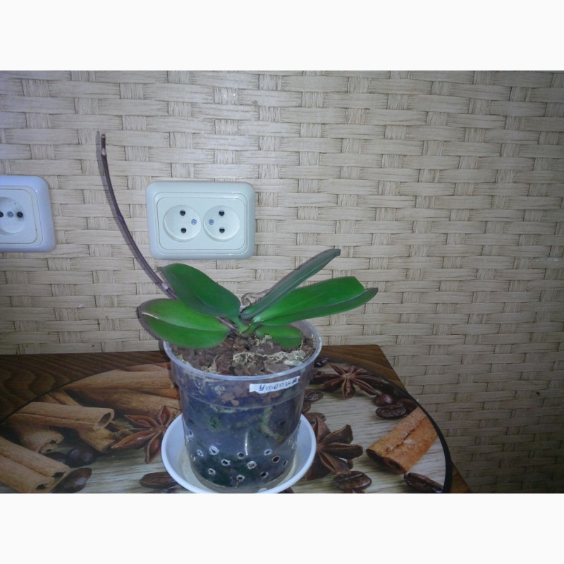 Фото 2/2. Орхидея Утопия