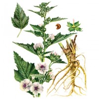 Алтей лікарський (Althaea officinalis L.) Алтей лекарственный