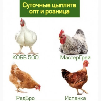 Цыплята, утята, индюшата. Суточные и подрощенные. Доставка по Украине