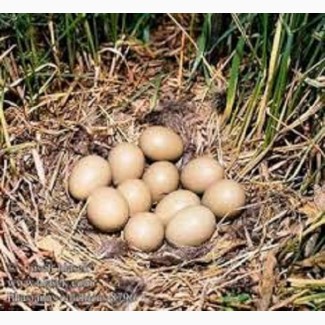 Інкубаційні яйця декоративних та мисливських фазанів