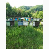 Бджолопакети з доставкою