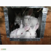 Продам кролів породи Білий паннон, Каліфорнійці, Термонці