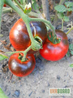 Фото 5. Семена томатов и перца (коллекционные, редкие)