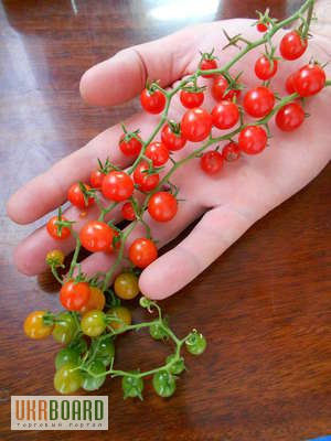 Фото 6. Семена томатов и перца (коллекционные, редкие)